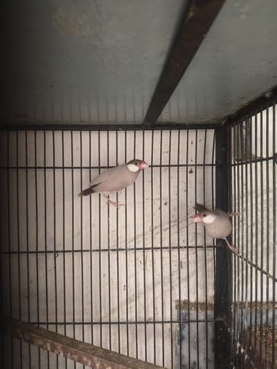 BREEDER SETUP FOR SALE  jawa. bugies. goldian