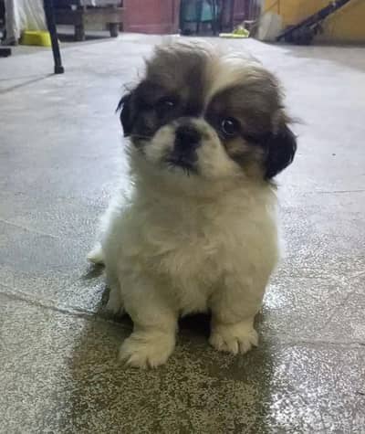 Cute Shitzu Puppy  Male Healthy Toy Breed