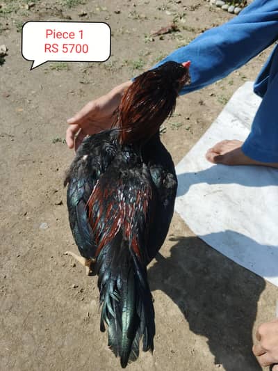 Aseel pathay For sale.