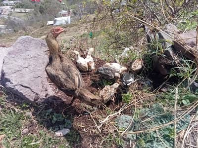 assalamualaikum aseel Madi Sath 9 cheks  for sale urjant