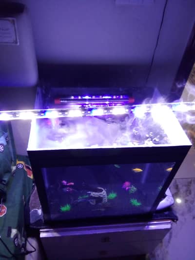 4x blue line shark  2x albino rainbow shark 1x rainbow shark 4x chicl