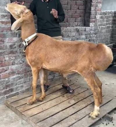 MashaAllah Big Size Dumba