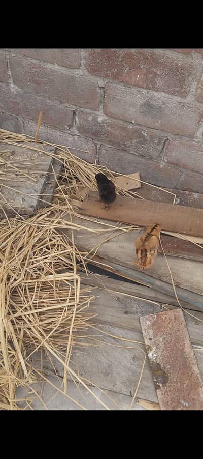 Aseel bacche Hain Javed badmi murge ki. 2 han bas 1000 ka ek