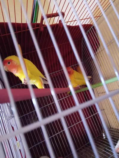 Latino Red Eye | Birds For Sail | Birds | Love Bird | Parrot | setup