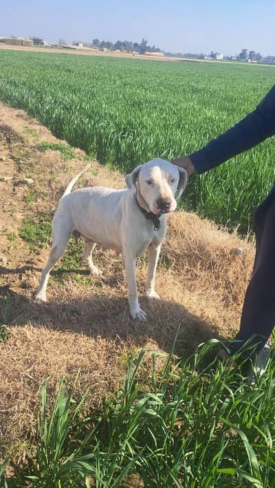 bully gultair mix female out class frmale