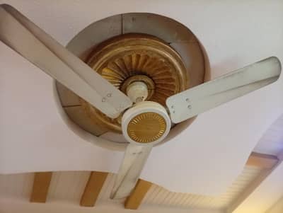 Royal Passion Ceiling Fan -Grace 56" inches Pure Cooper winding