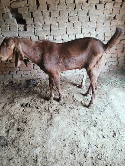 0320/14/95/756دیسی بکرا فار سیل واٹس ایپ