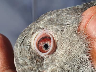 Breeder pigeons for sale. 03266966686