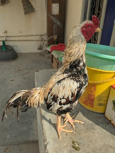 pure Miawalli murgal for sale  contact 03192974774