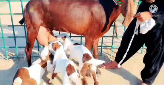 3 bacchon ka Sath Desi Bakri For Sale/_03102729869