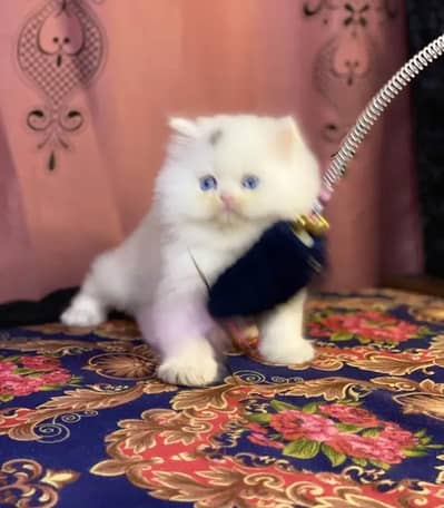 Persian female kitten for sale My WhatsApp number 0321-83-87-945