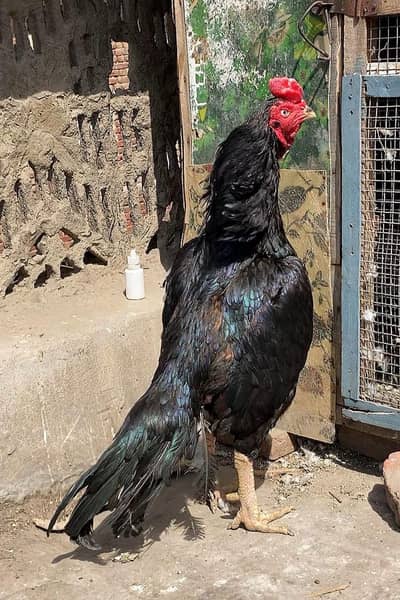 Mushki top quality piar ‘0’3’0’2.3. 4.3. 2.4.3.6