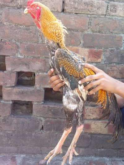 Shamo pair and trio set  and  sussex male for sale [see description]