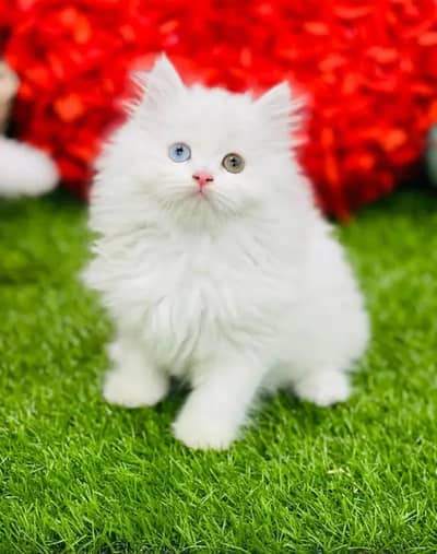 Persian female kitten for sale My WhatsApp number 0321-83-87-945