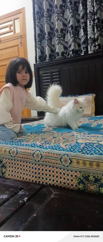 Odd eyes beautiful cat