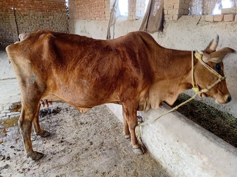 ساہیوال چولستانی کراس گاۓ  تیسرا وارا پیچھے ساہیوال بچھڑی تازہ سوئی 7 1