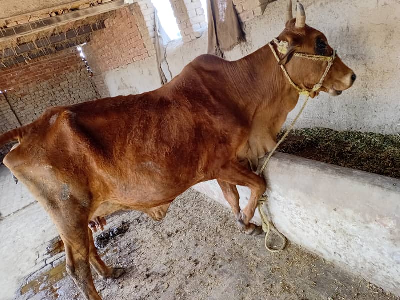 ساہیوال چولستانی کراس گاۓ  تیسرا وارا پیچھے ساہیوال بچھڑی تازہ سوئی 7 2