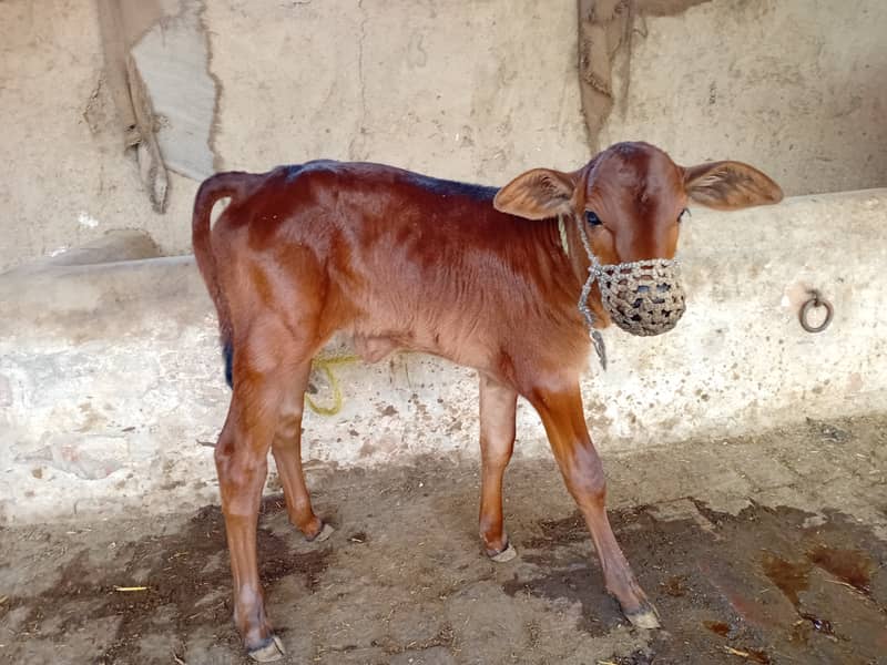 ساہیوال چولستانی کراس گاۓ  تیسرا وارا پیچھے ساہیوال بچھڑی تازہ سوئی 7 3