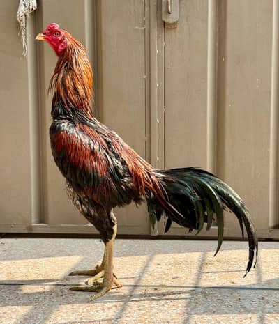 Aseel Thai /  Thai Rooster / Aseel Thai  / Aseel hens for sale