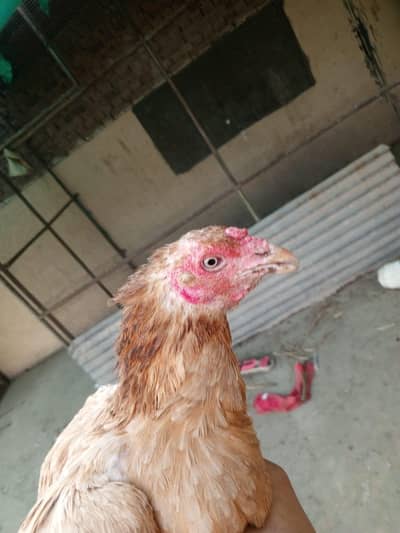 Sindhi breader female