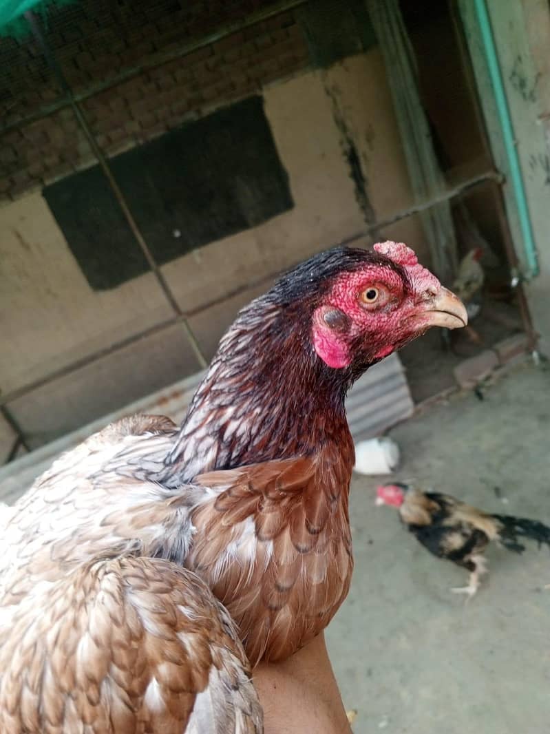 Sindhi breader female 1