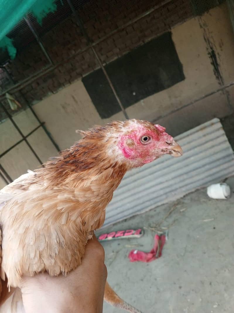 Sindhi breader female 2