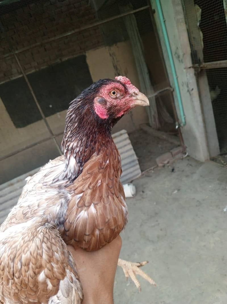Sindhi breader female 3