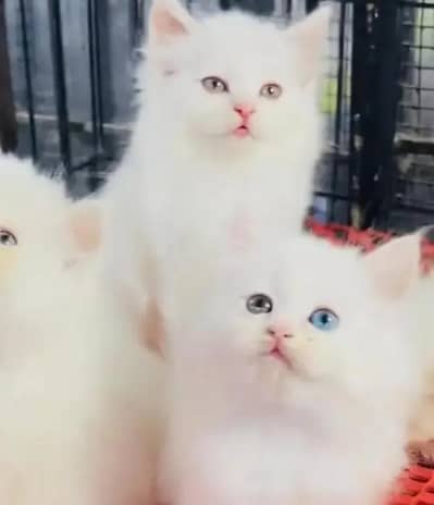 Persian female kitten for sale My WhatsApp number 0321-83-87-945