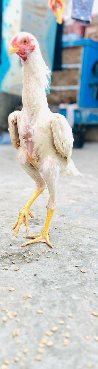 for sale. 2 pair. . . price 5o thousands