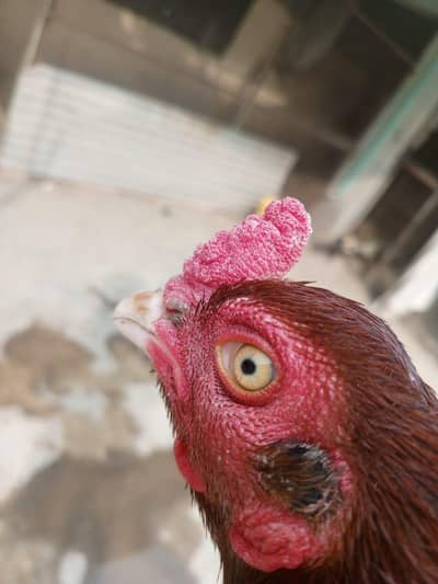 Sindhi breader Pair Eid offer