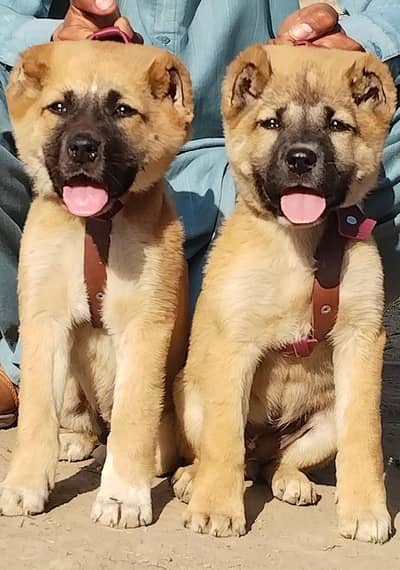 kurdish kangal | kangal puppy | kangal dog | kangal for sale