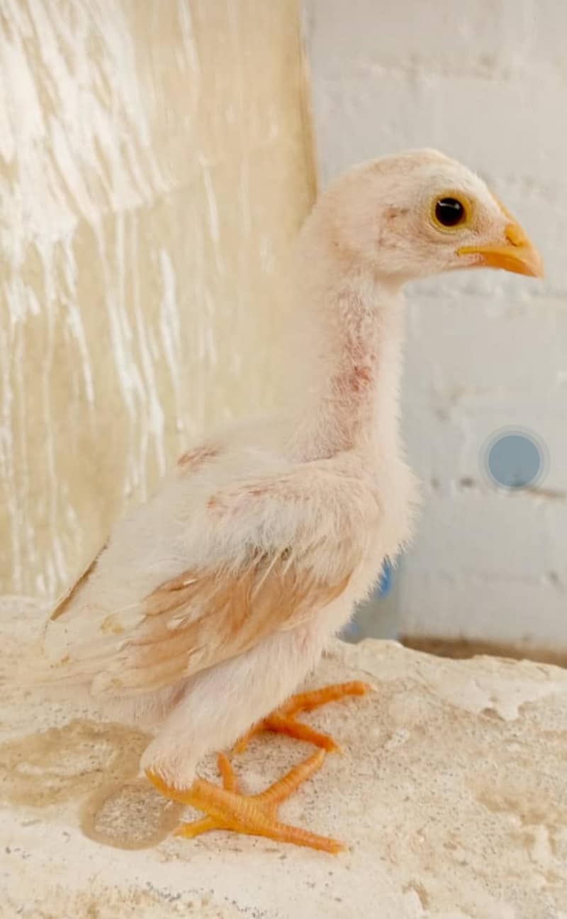 Pure aseel chicks 3