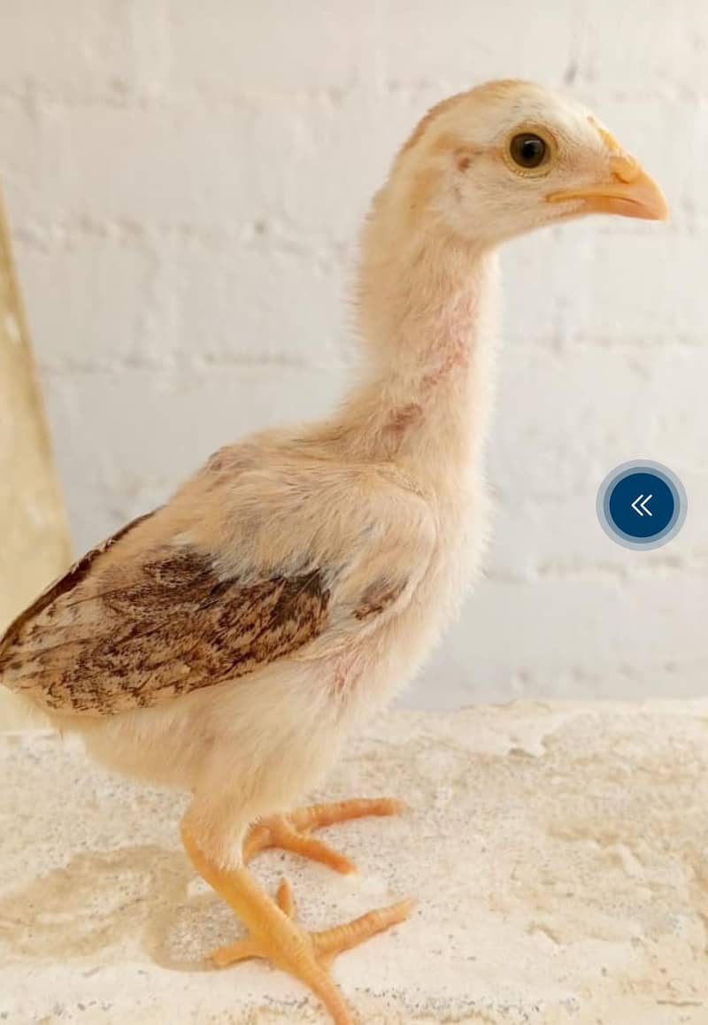 Pure aseel chicks 4