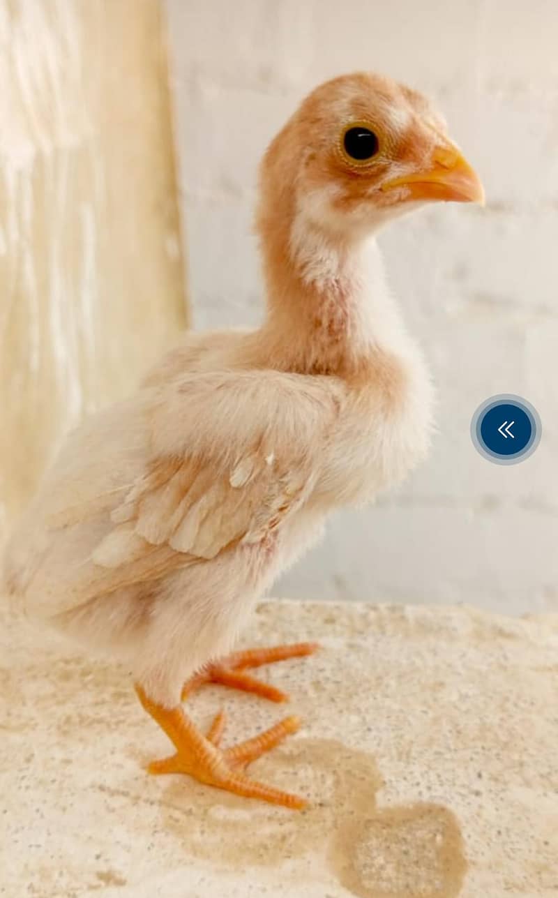 Pure aseel chicks 5
