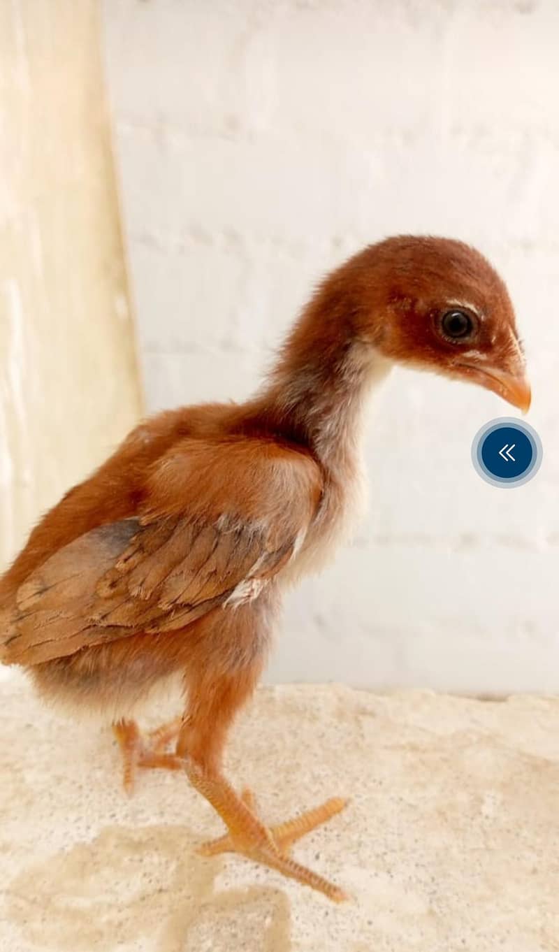 Pure aseel chicks 6