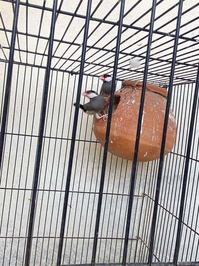 Java finches breeder per
