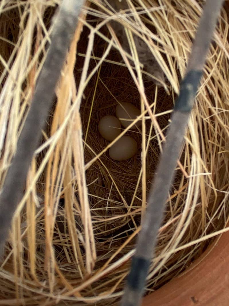 Java finches breeder per 1