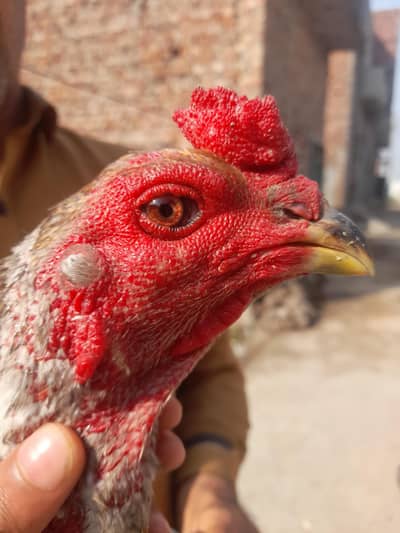 burmi pakoya patha/thai/aseel