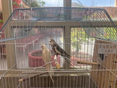 Confirm Breeder Pair with average of 5 babies Per Clutch.