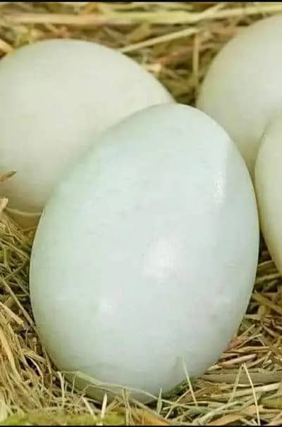 Duck eggs