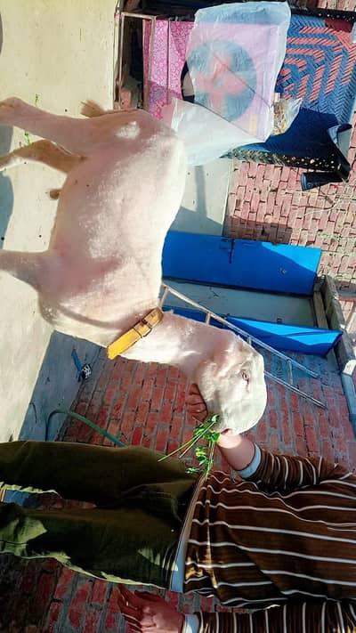 Aik Mundra ha Aik bohta dono A+quality