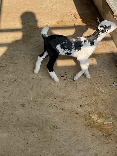 Male white eyes munda vip