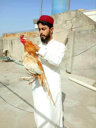 Boska Sonatol aseel mianwali breed