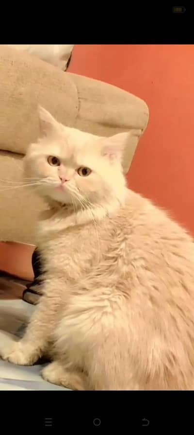 Persian cat