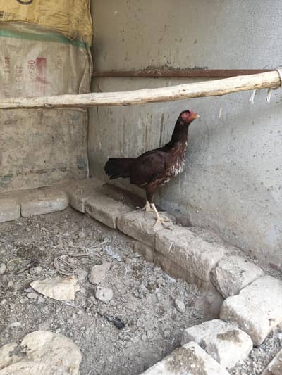 high quality mianwali aseel murgi andy dy rhi h