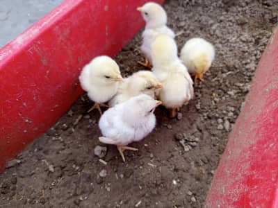 heera aseel chicks pure paper white