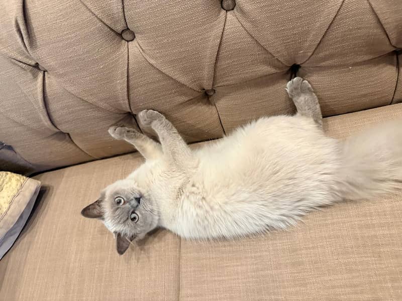 Siamese cat 3