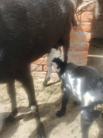 desi bakri or bacha for sale