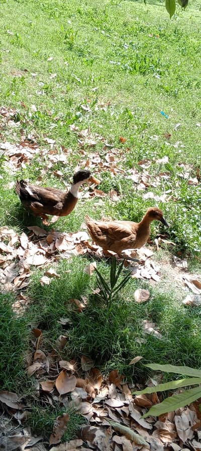 Domestic Duck Pair