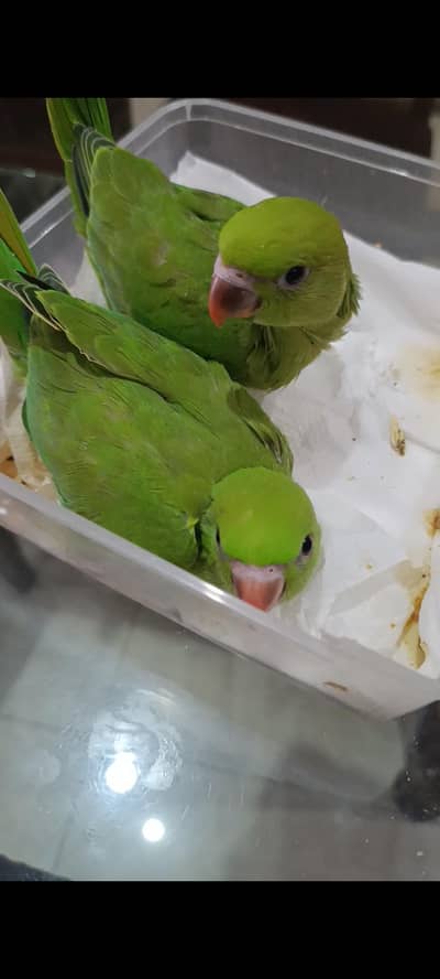 Green ringneck Blue ringneck Raw parrot Chicks